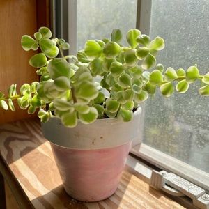 Variegated Elephant Bush Succulent